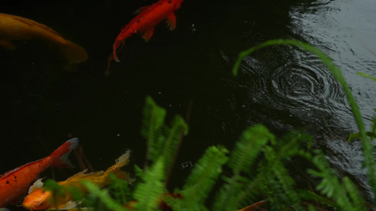 雨中鱼池里的锦鲤实拍视频