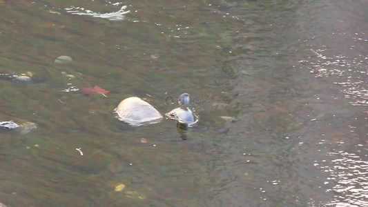 傍晚的水鸟在水中觅食的场景视频