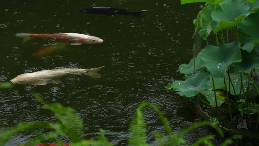 雨中鱼池里的锦鲤实拍视频