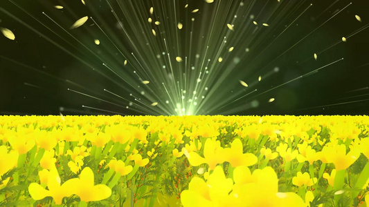 唯美动态黄色花海粒子光效散发舞台背景视频视频