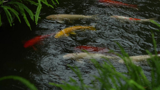 雨中鱼池里的锦鲤实拍视频