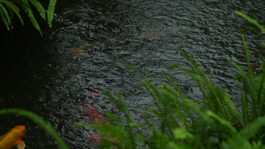 雨中鱼池里的锦鲤实拍视频