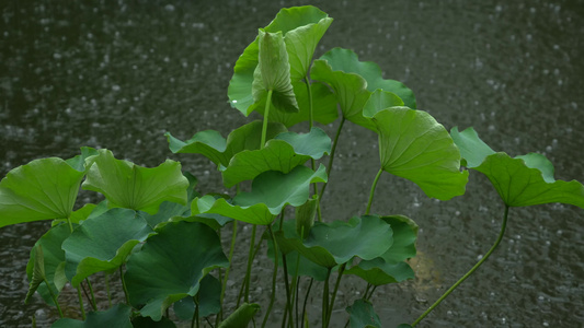 雨中的荷叶实拍视频