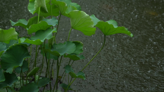 雨中的荷叶实拍视频