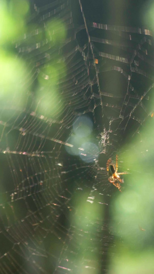 实拍清晨阳光下蜘蛛织蜘蛛网8秒视频