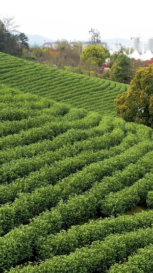 航拍安吉白茶茶园合集白茶树46秒视频