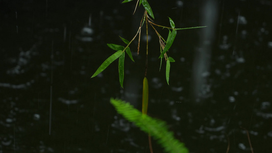 雨中的竹林实拍视频