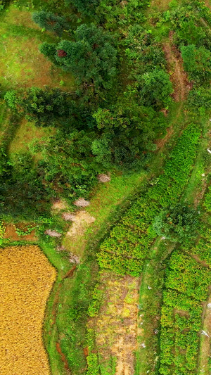 俯拍金秋腊利梯田中国农民丰收节45秒视频