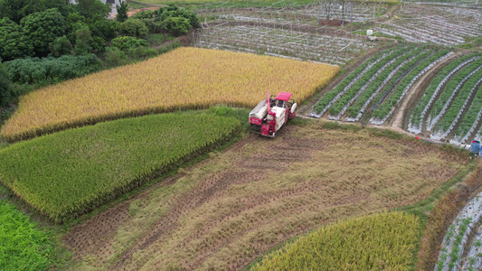 稻田里的水稻收割机航拍视频