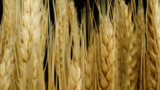 4K麦穗小麦小麦种子粮食五谷庄稼视频