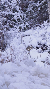 冬日雪地觅食野生动物红狐狸视频