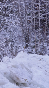 冬日雪地觅食野生动物红狐狸视频