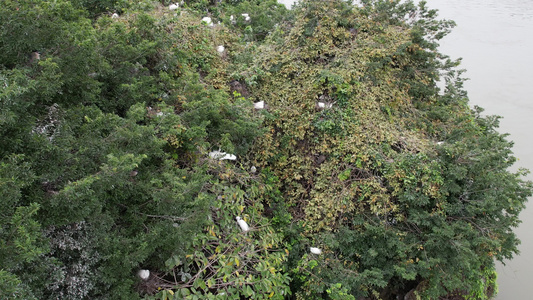 树上栖息的白鹭航拍视频