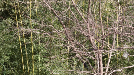 游客游览紫竹院公园景色游园景区视频