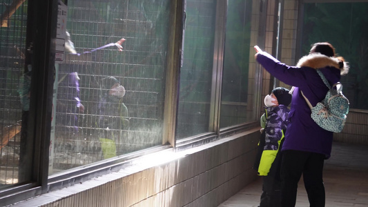 游客在动物园里参观动物互动视频