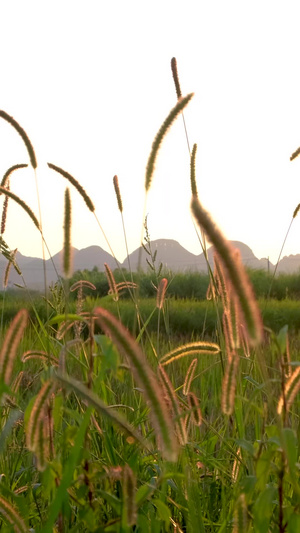 初秋夕阳照耀下的唯美意境毛毛草24秒视频