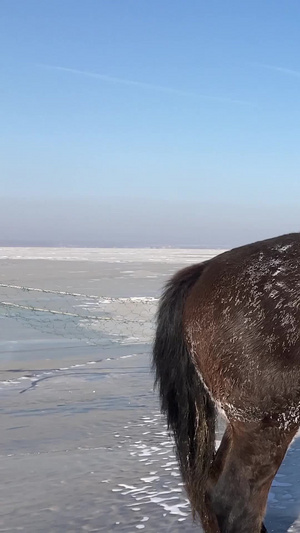 冬季吉林松原查干湖冬捕活动马儿自然美71秒视频