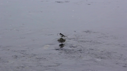 白鹡鸰水鸟在水中觅食的场景视频