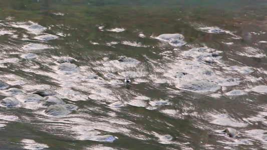 白鹡鸰水鸟在水中觅食的场景视频