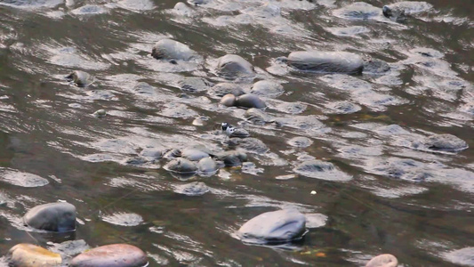 白鹡鸰水鸟在水中觅食的场景视频