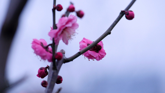 红梅花实拍视频素材视频