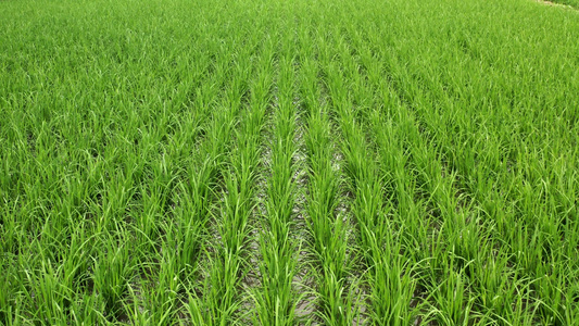 4k实拍稻田培育整齐的水稻视频