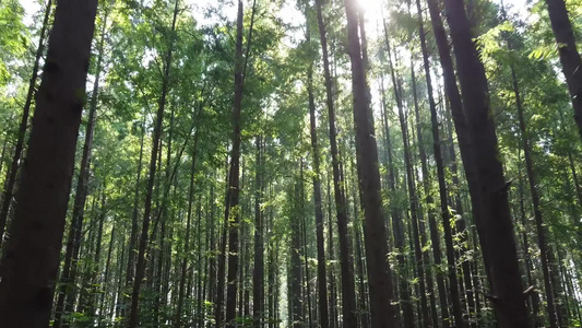行走在阳光斑驳的杉树林视频