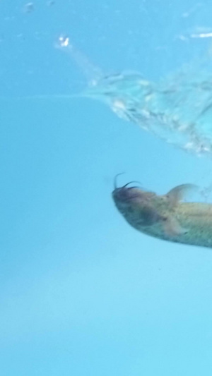 水中鲜活鳝鱼35秒视频