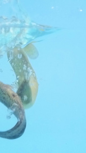 水中鲜活鳝鱼视频