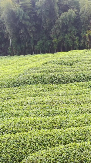 航拍福鼎山上白茶茶园合集白茶树50秒视频