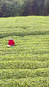 航拍福鼎山上白茶茶园合集白茶树视频