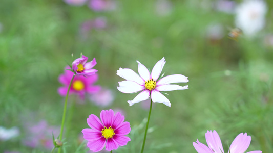 格桑花开实拍视频