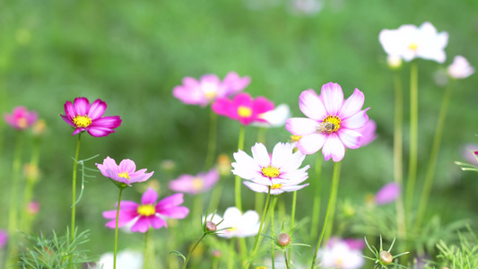 格桑花开实拍视频