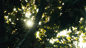 4K拍摄清晨阳光从树缝间穿过6秒视频
