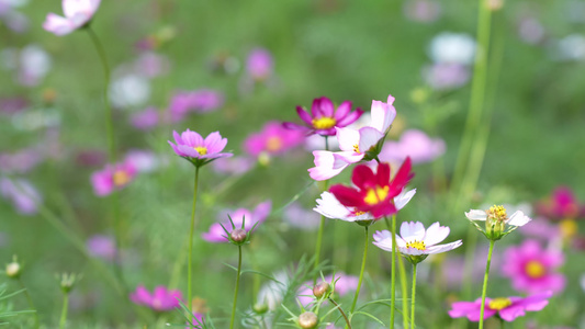 格桑花开实拍视频