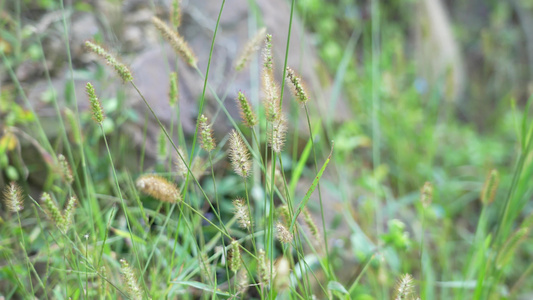 野外大自然花草虫鸣声视频