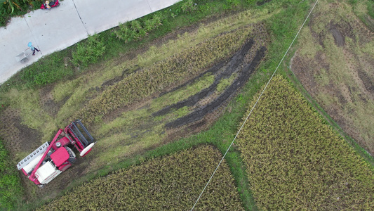 现代机械农业收割水稻航拍视频