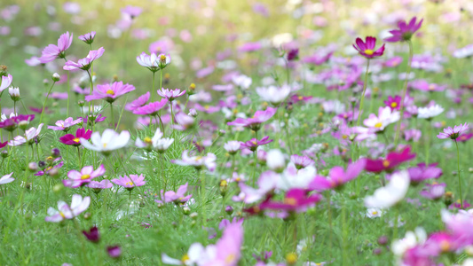 格桑花开视频