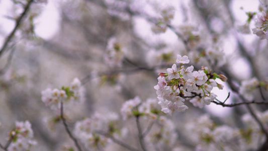 4K春天樱花季来临樱花盛开唯美视频素材[将临]视频