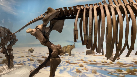 大型恐龙化石猛犸象视频