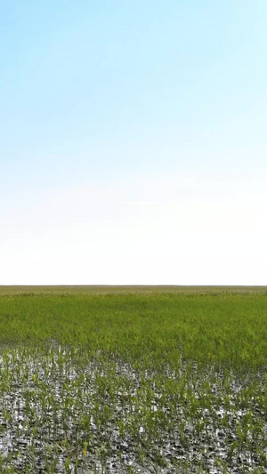 大自然颜色航拍芦苇荡绿色草地一望无际繁衍生长49秒视频