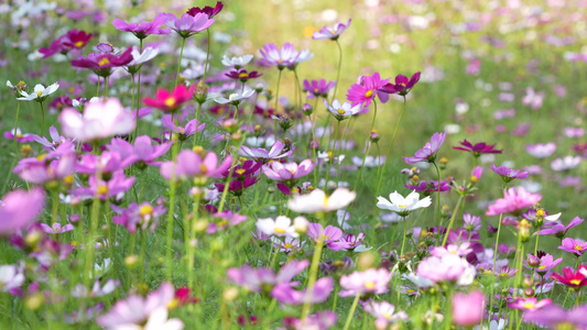 格桑花开视频