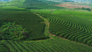 贵州春茶茶园航拍素材68秒视频