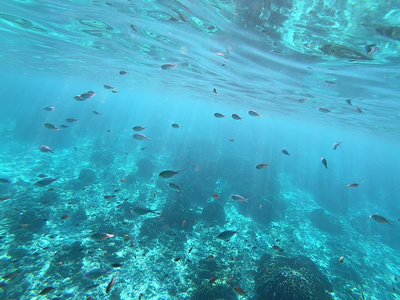斯米兰海底珊瑚鱼群嬉戏[国际米兰]视频