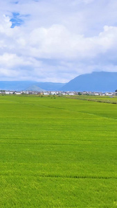 航拍大理洱海稻田农村风景苍山洱海视频