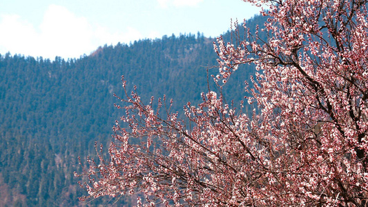 4K西藏实拍林芝5A景区索松村桃花节视频