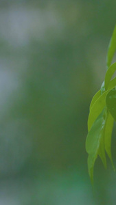 植物树叶暴雨天气素材水波纹视频