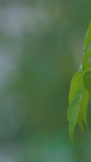 植物树叶暴雨天气素材水波纹23秒视频