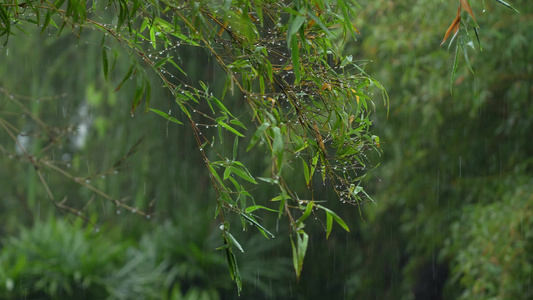 雨中的竹子视频