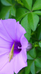 盛开牵牛花的昆虫春暖花开视频